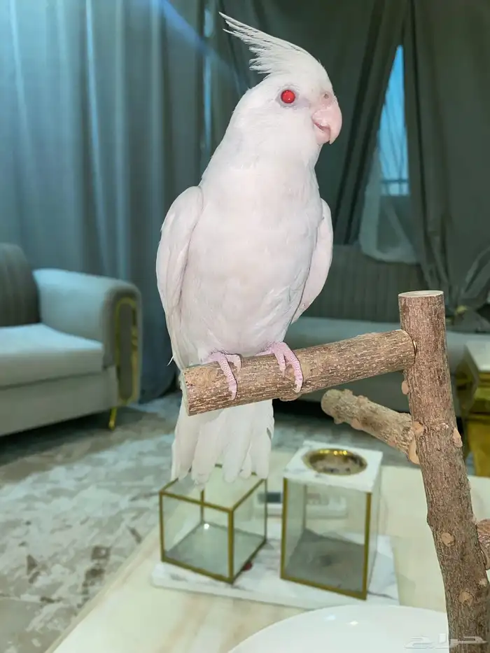 كروان اليف متكلم 5