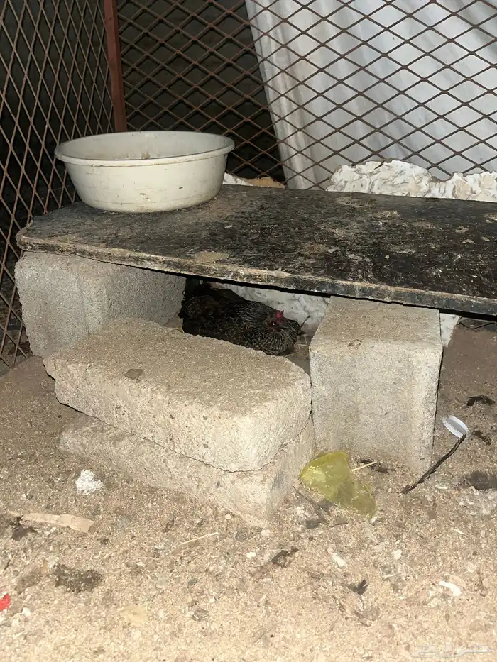 دجاج للبيع 9