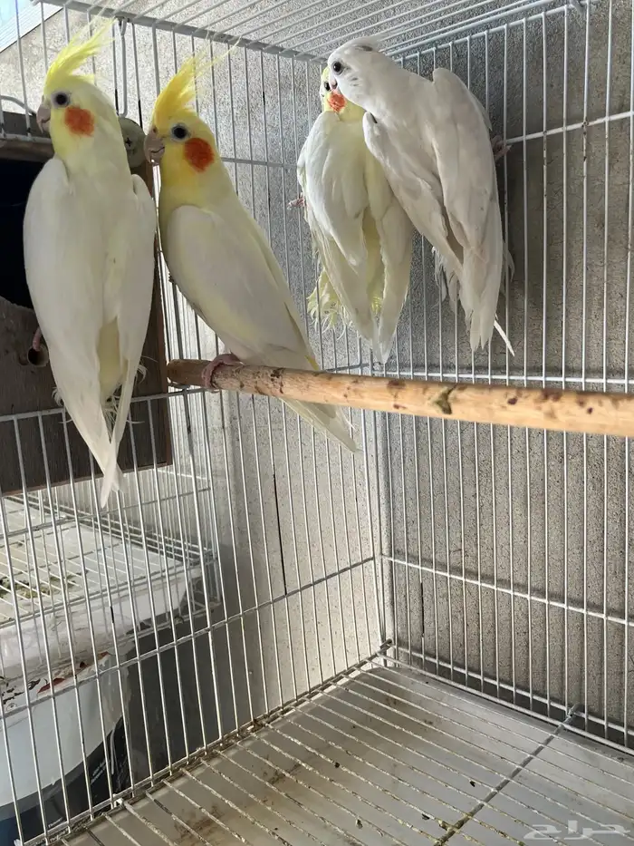 2 زوج كروان شامل قفصه 2