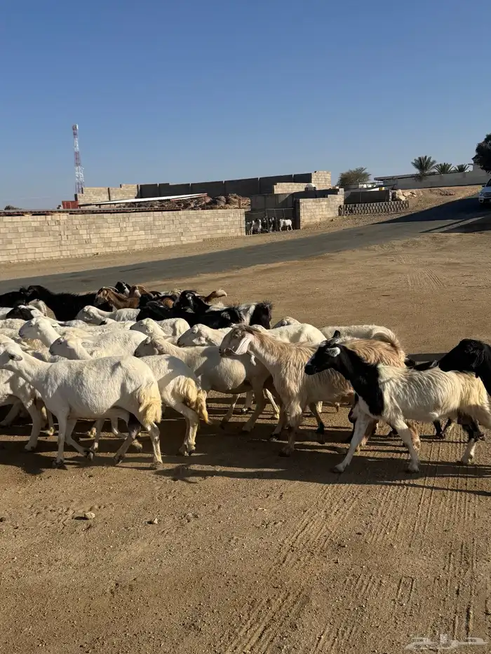 39 راس ضان ومعزا تحتها 4 9