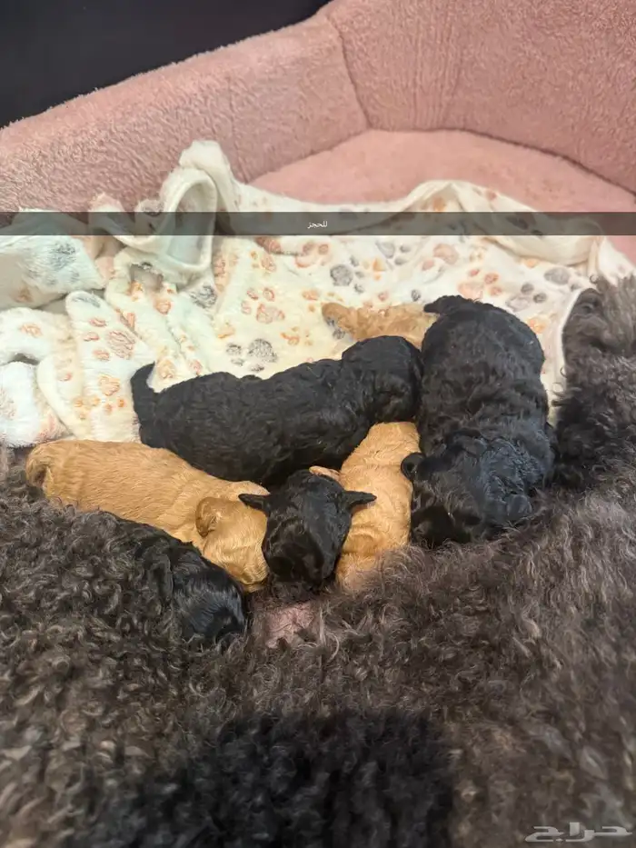 مستويات جراء بودل للحجزويوجد صور انتاج السابق وصور الأهالي 2