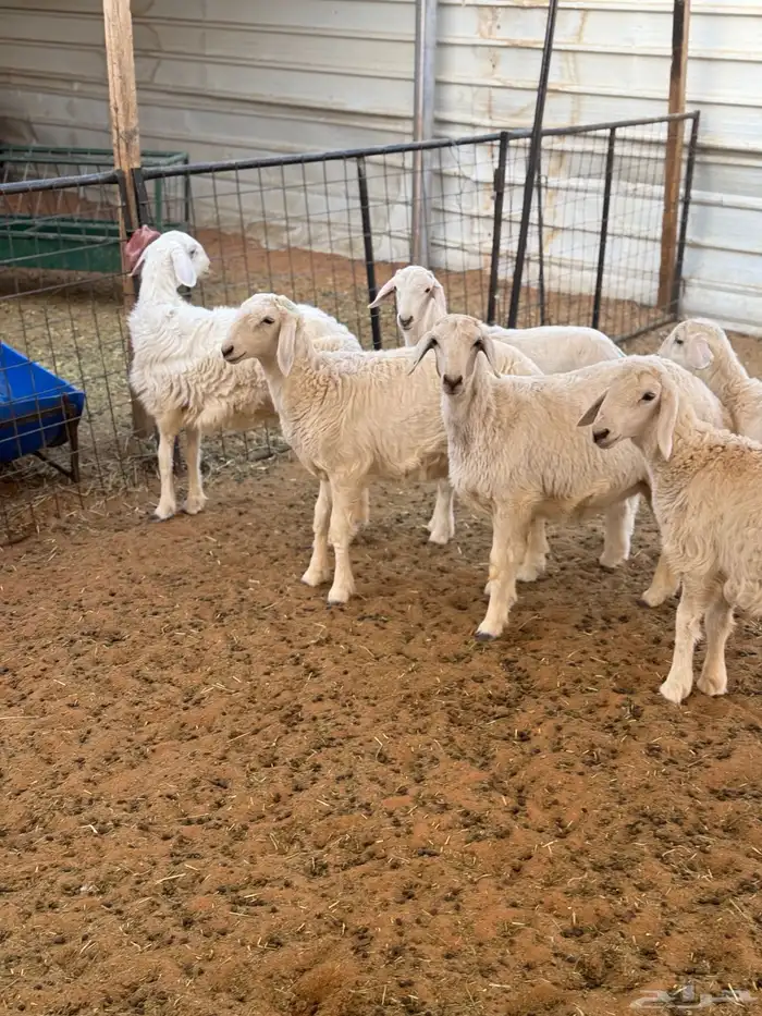 4 رخال و2 طليان 0