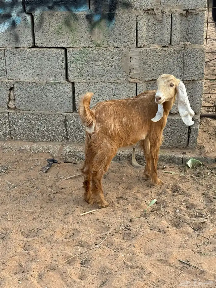 للبيع عنز معها جفره 3