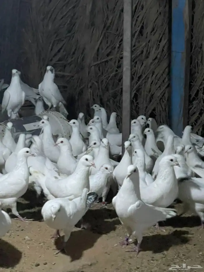 ذكور حمام فرنسي 6