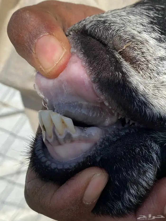 يامدورين الحليب معزا عارضيات حليب وافر شرط 34