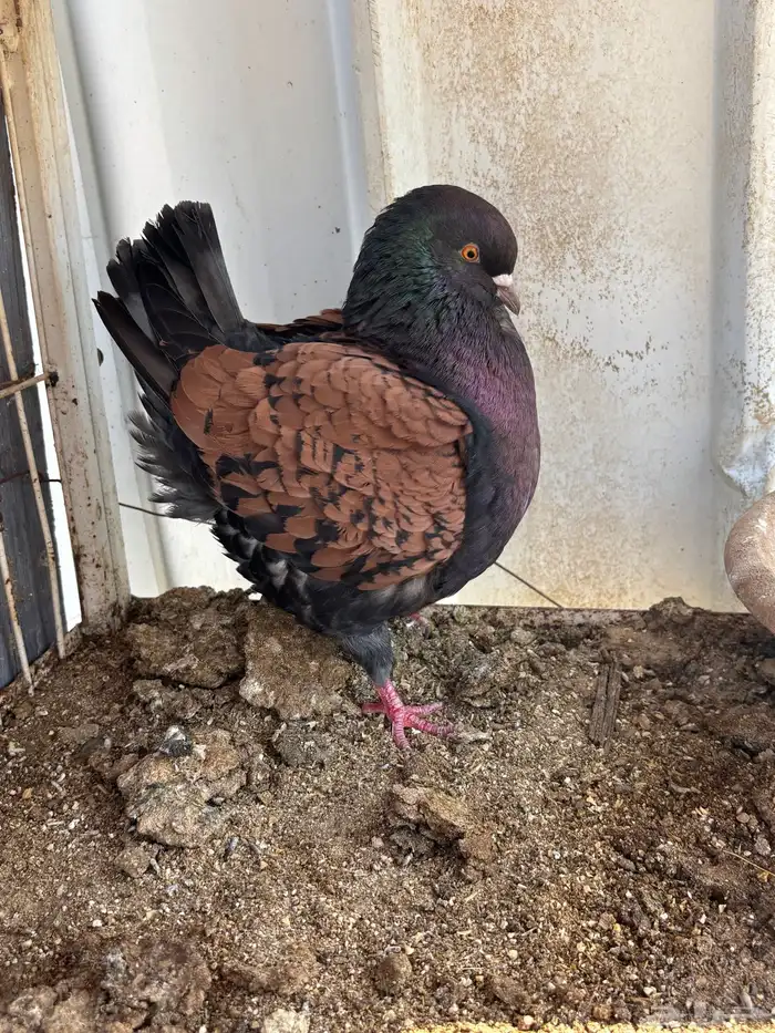 حمام كنق ايناث 3