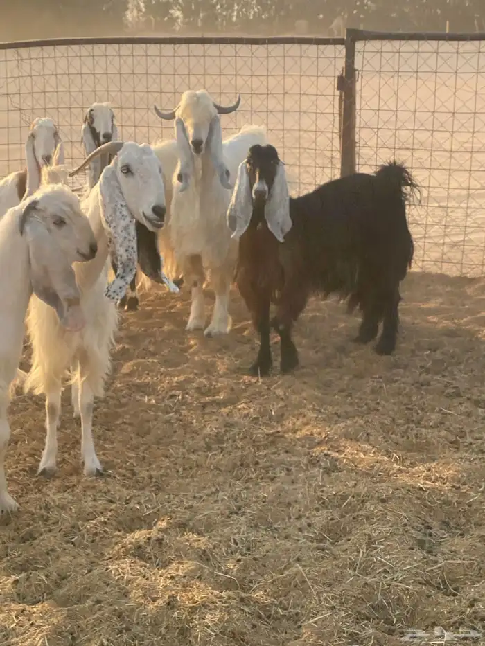 تيس فحل مشروك 4