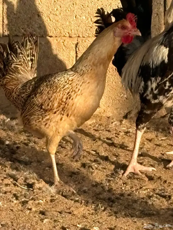 دجاج بلدي بياض عمر صغير 6