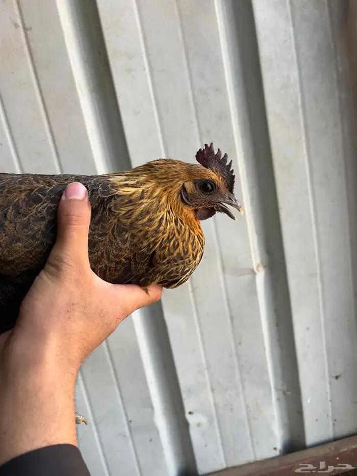 دجاج عربي مع فيوم ( تم البيع) 0