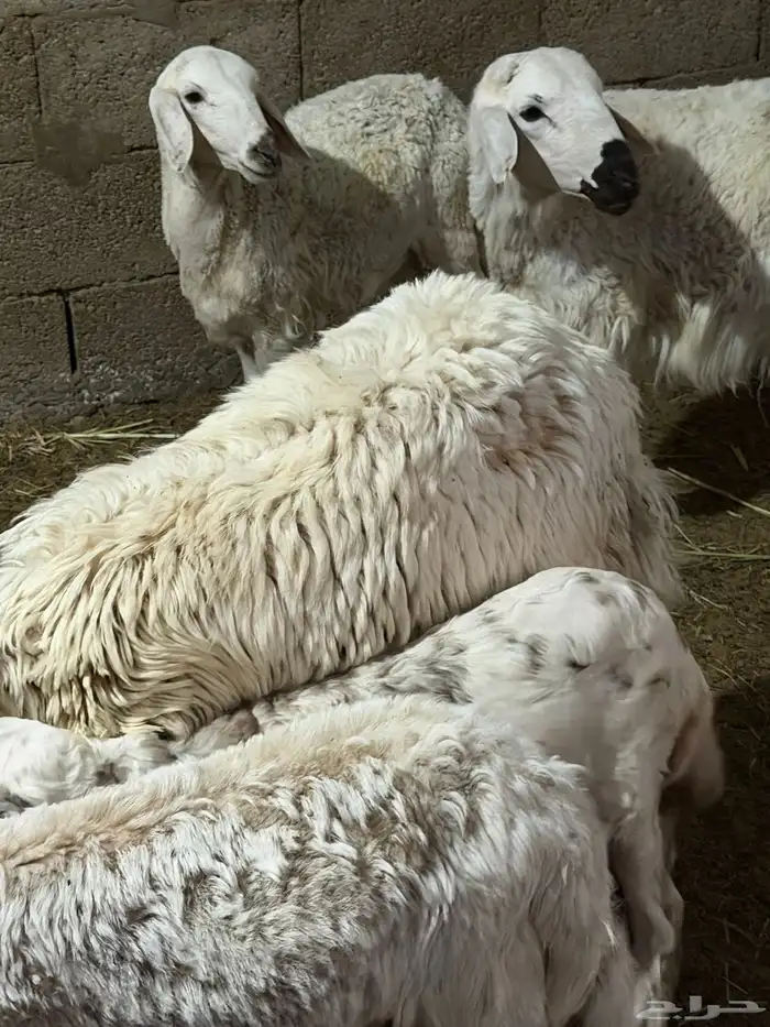 الشرقيه ابومعن 0