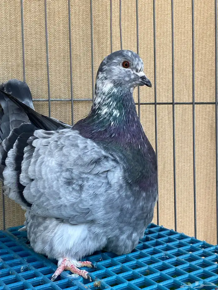 الفرش و الكنق 6