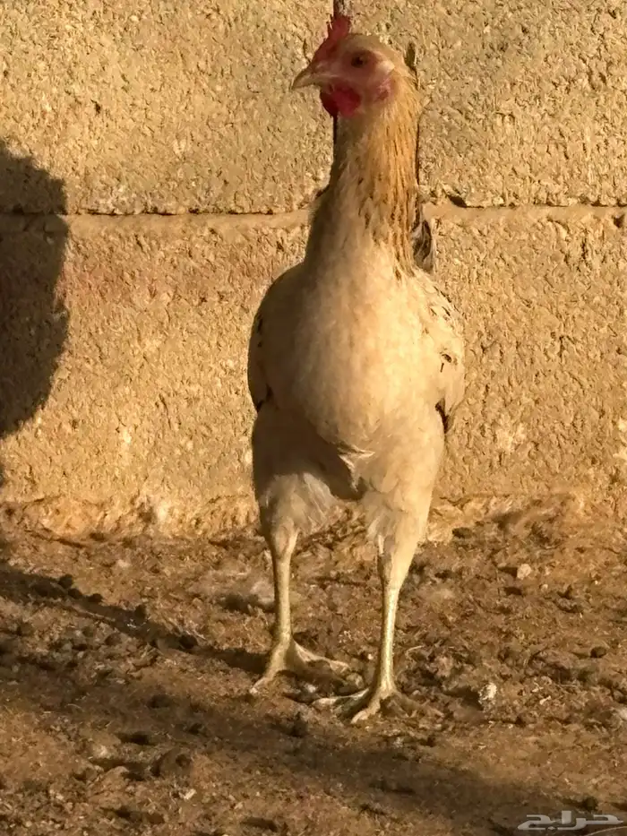 دجاج بلدي بياض عمر صغير 7