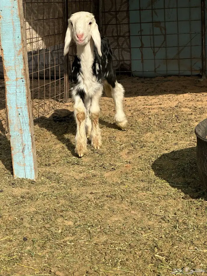 داغور نجدي خروف 0