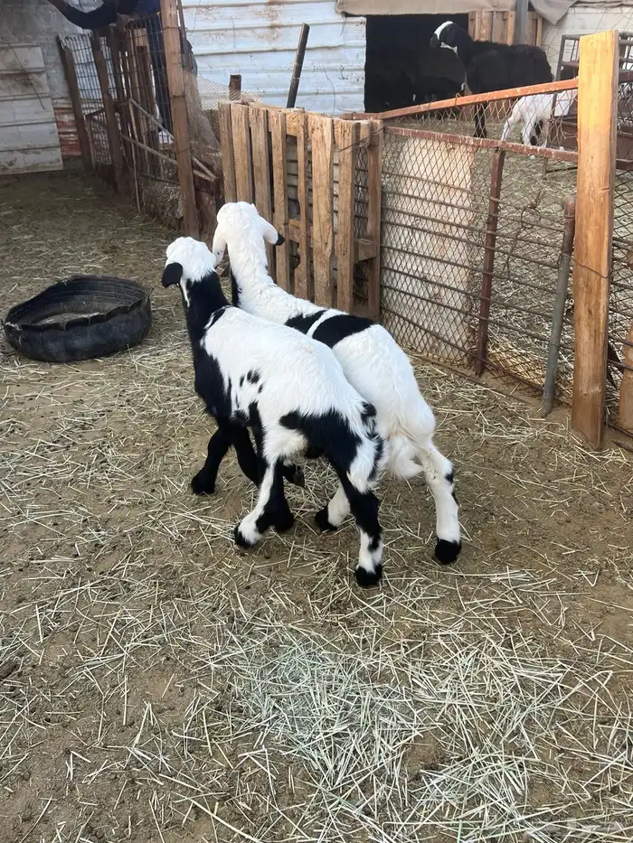 للبيع خروفان 2 تحت امهاتهم 2