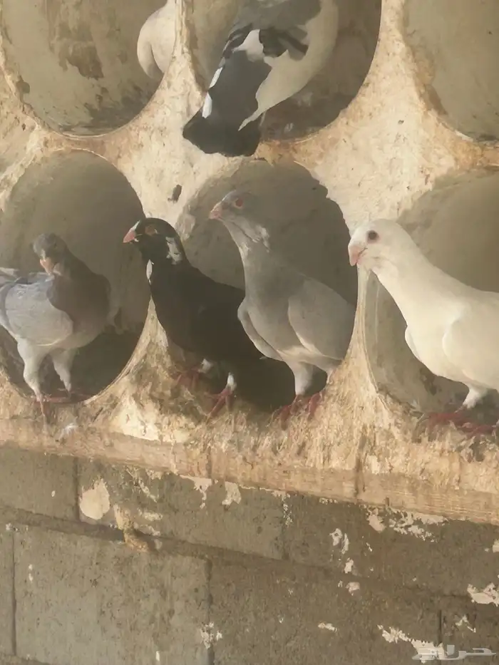 بيع حمام شامي 6