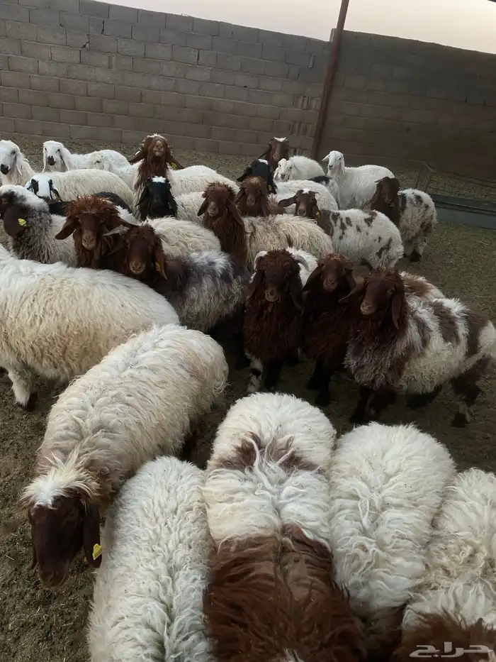 30 راس غنم نعيمي 2