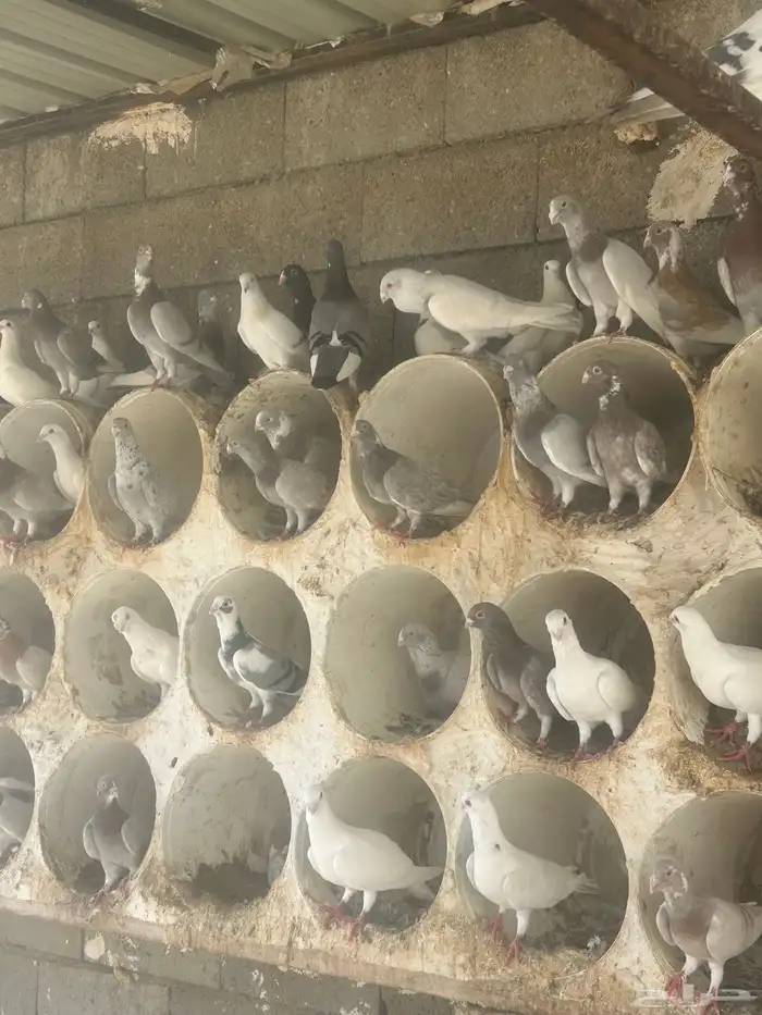 بيع حمام شامي 5