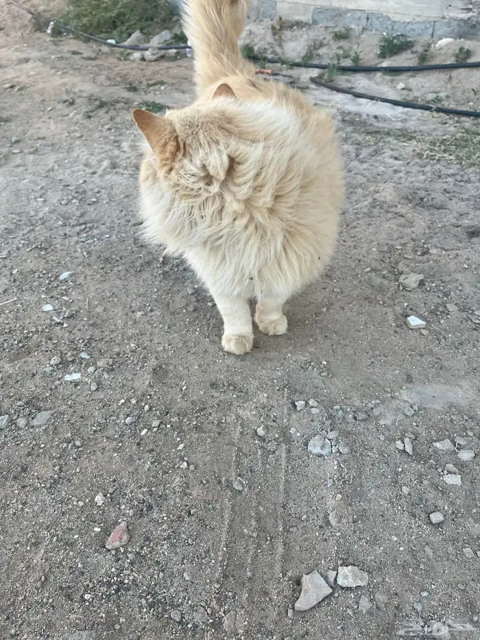 للبيع قطط شيرازيه 0