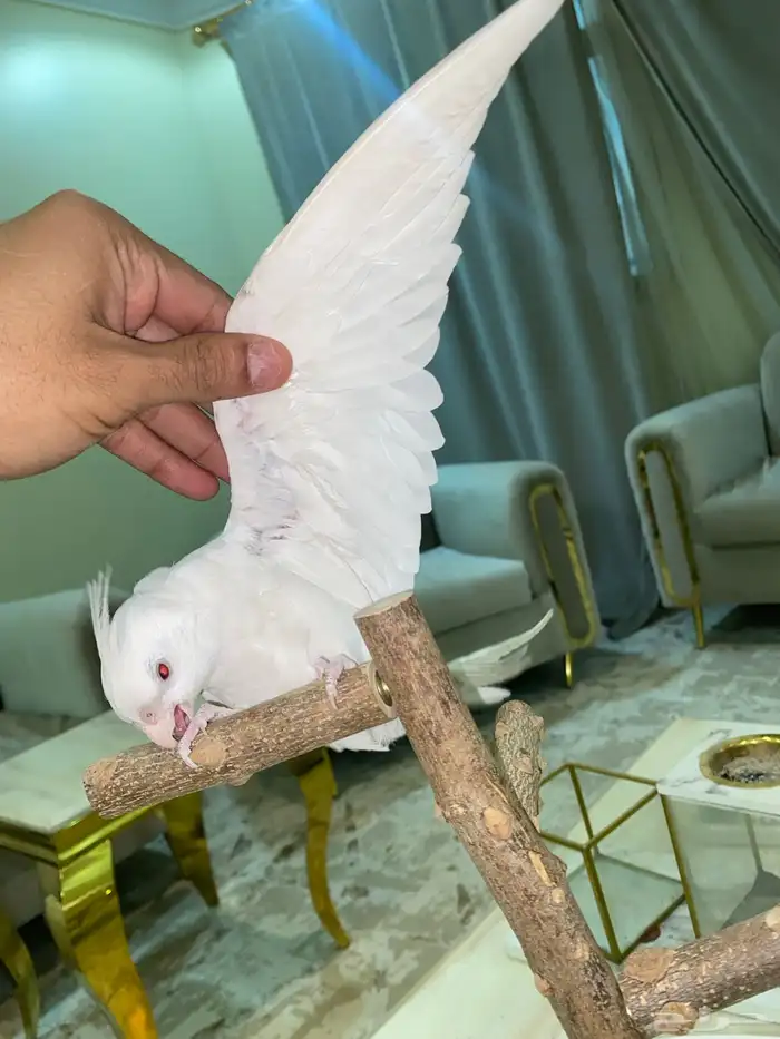 كروان اليف متكلم 3