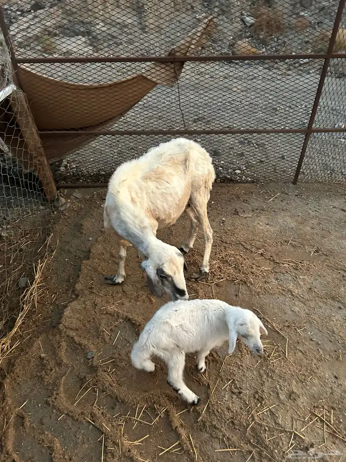 نعجه معها طلي 0