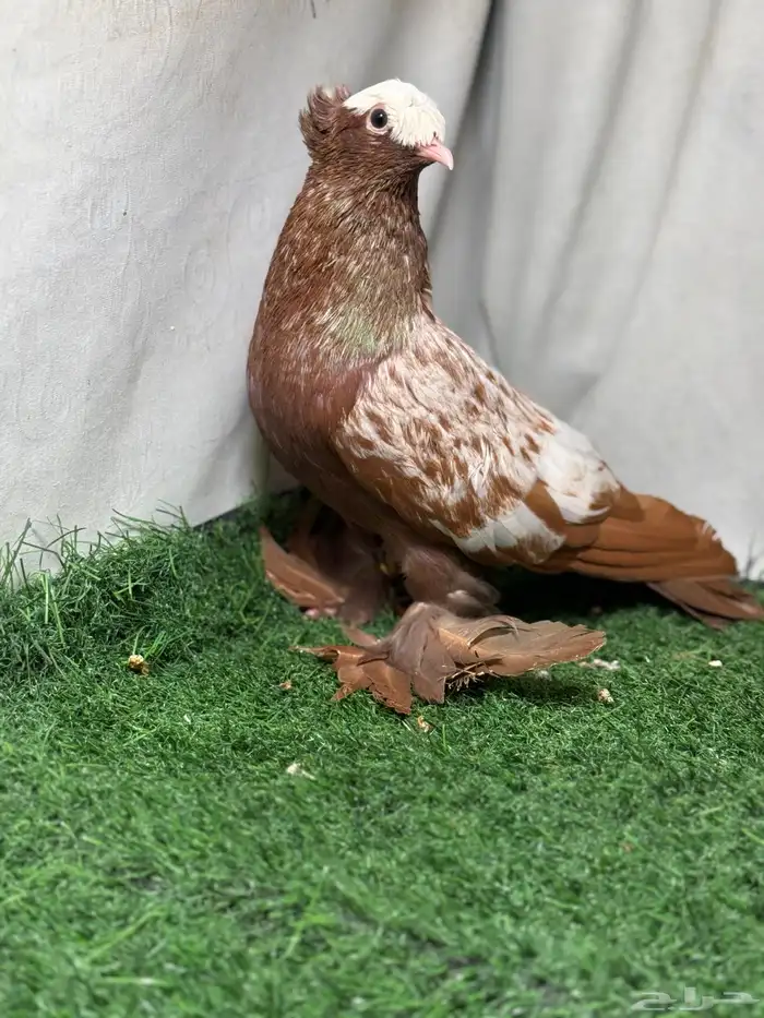 جوز حمام ساكسون 3