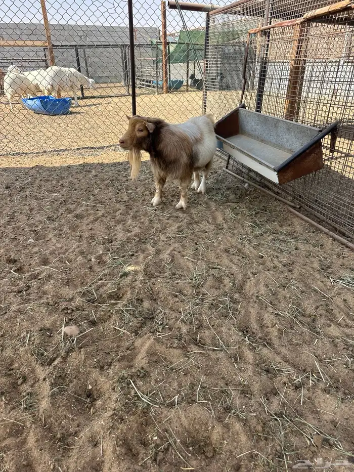 تيس قزمي بيور 0