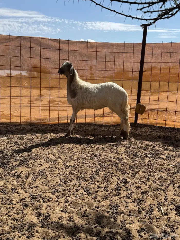 سواكن رخال 4