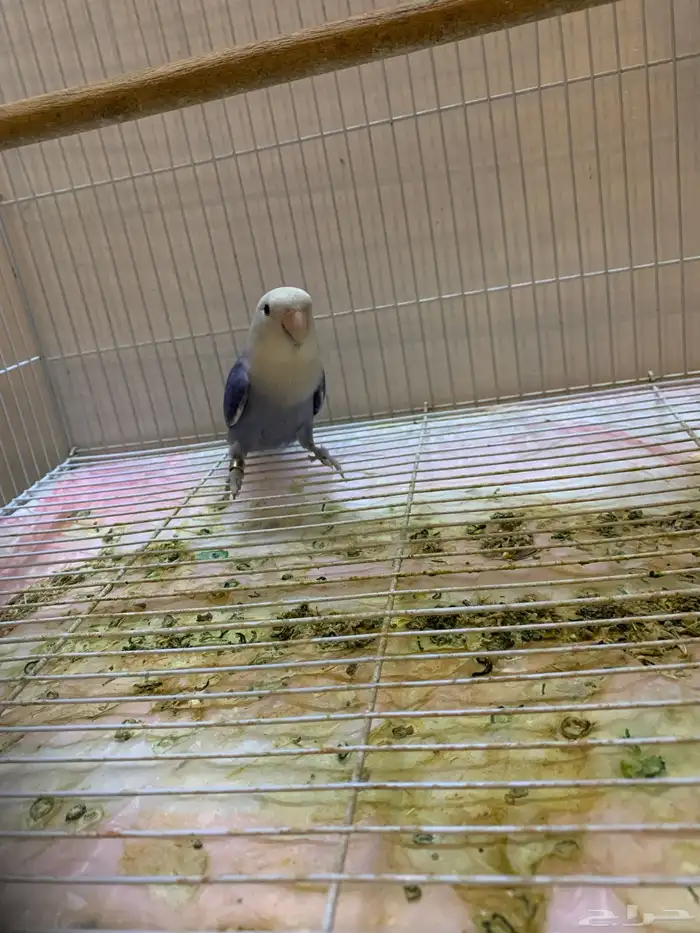 ذكر روز منتج شرط 1