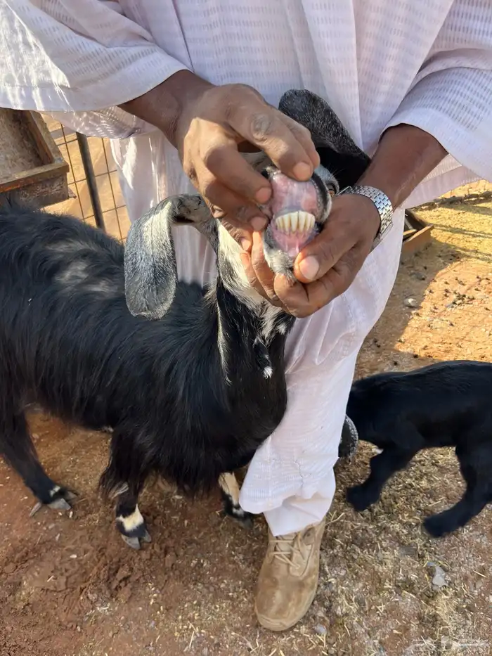 معزا متاومه 3 معها 6 روم وديوس سلم سديس قارح شبب الحناكيه 6