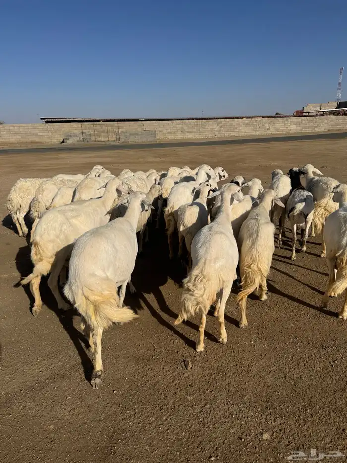 39 راس ضان ومعزا تحتها 4 10