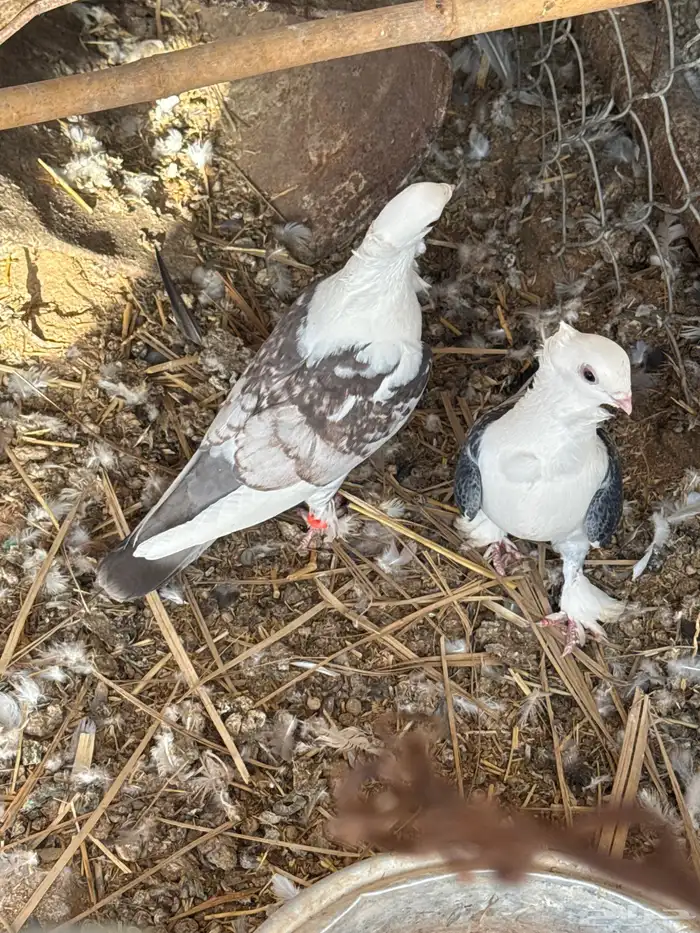 حمام حب الرمان بياض الصحه شرط حمام زينه 2