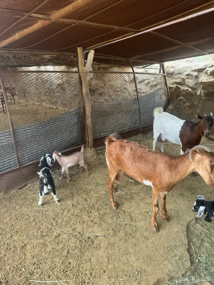 11ماعز 7عليها 8واربع وحده حليب وثلاث دفيع 4