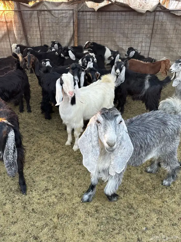 تيوس وجفار للبيع 4