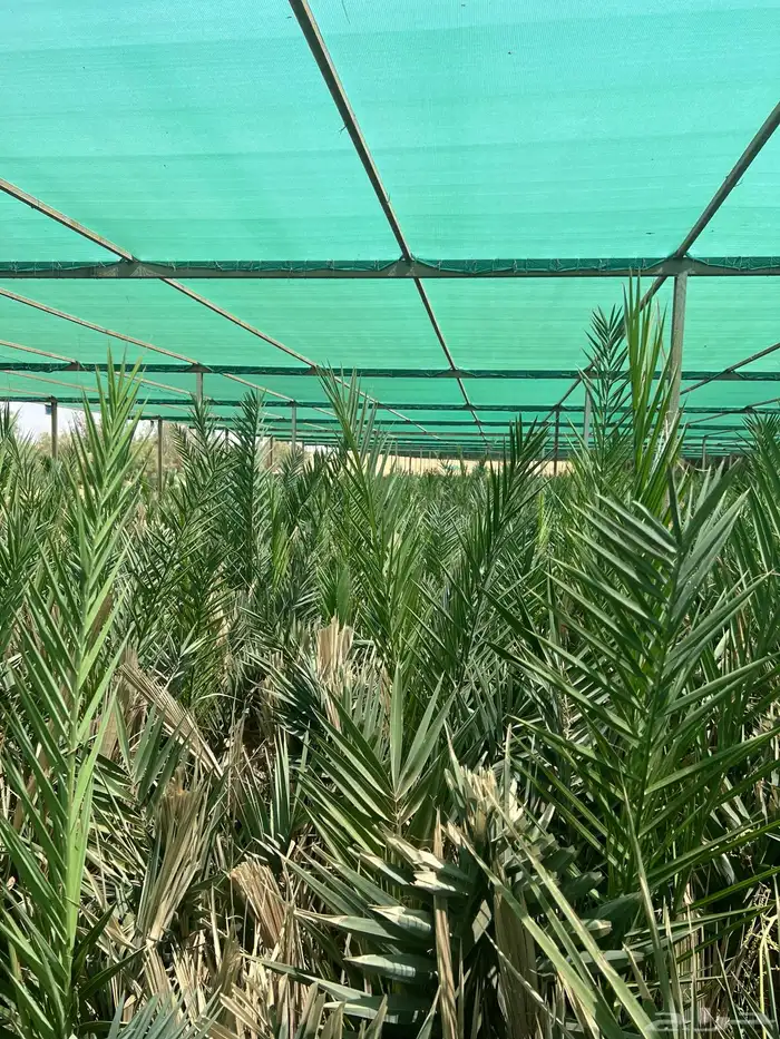 مجدول فراخ ومجذر 2