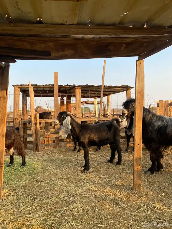 للبيع معزا عوارض وحريات بالفحل دفيع ومضاريع 19