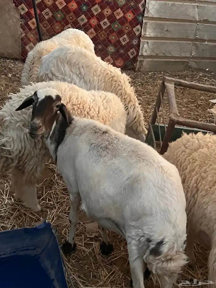 غنم حريه مراح واحد 2