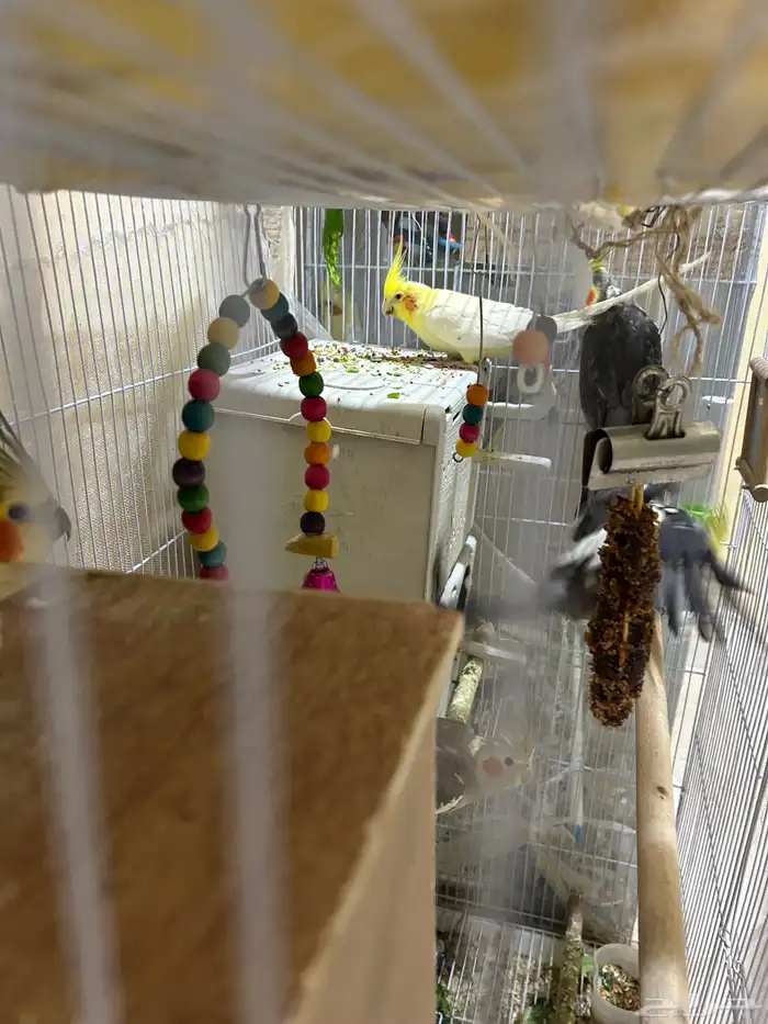 محمية طيور للبيع حمام كروان منتج 14