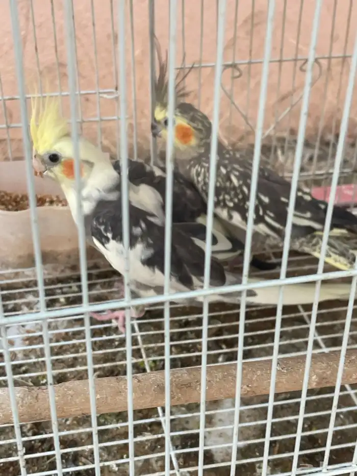 طيور كروان 1