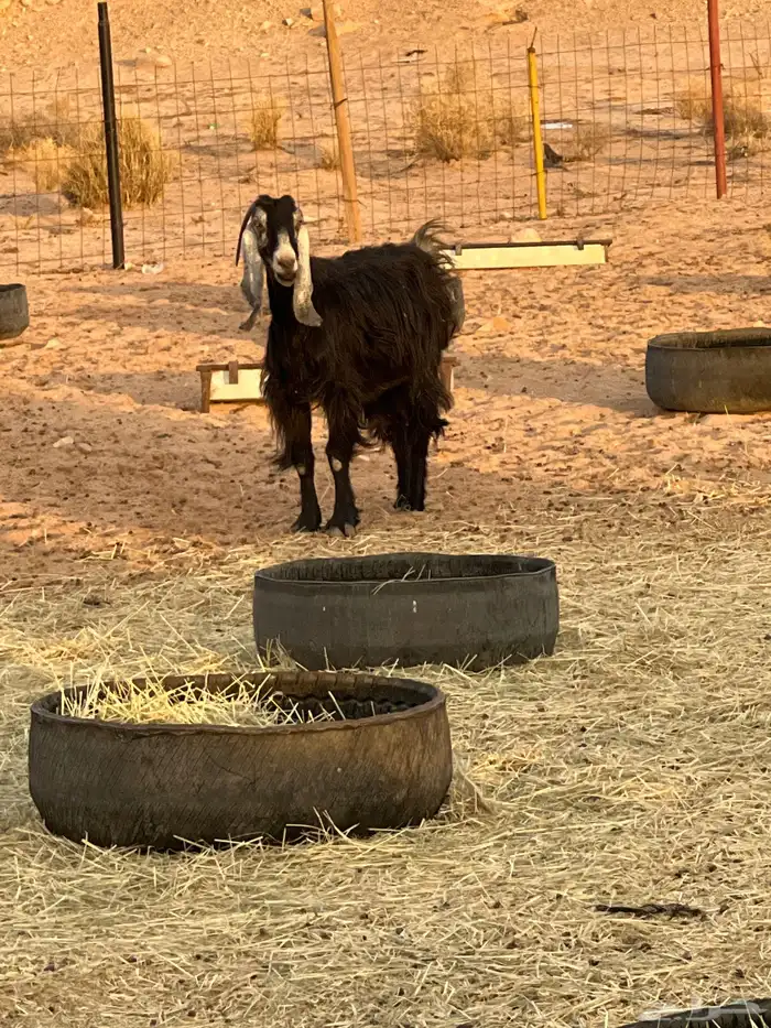 معزاء مضاريع للبيع العدد 9 مع التيس الاعمار سدس 3