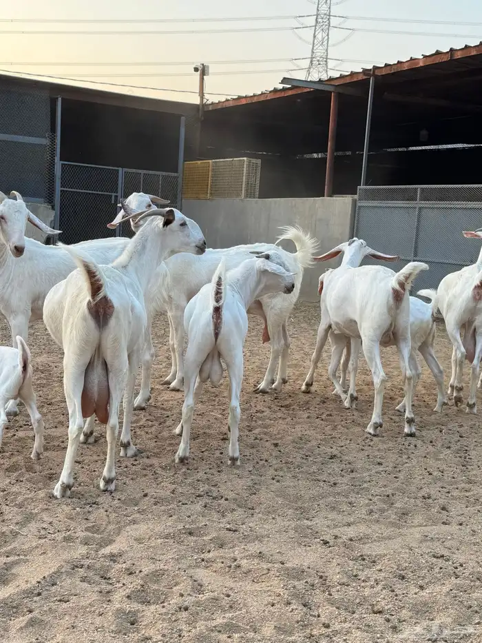 عنز برص فواخر جروم 10