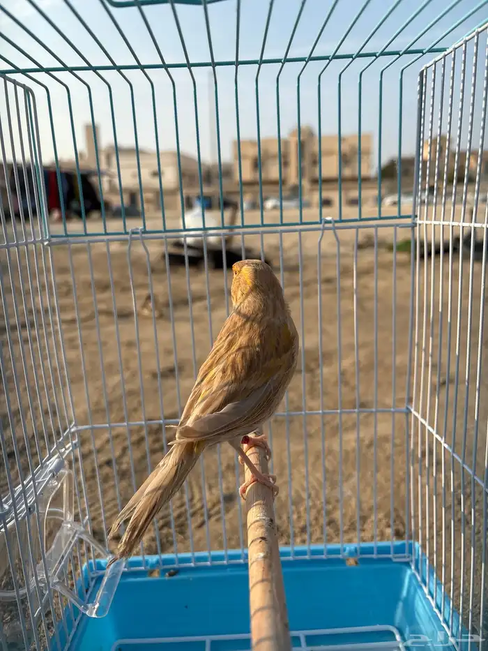 للبيع كناري اثنين الجنس ذكر 2