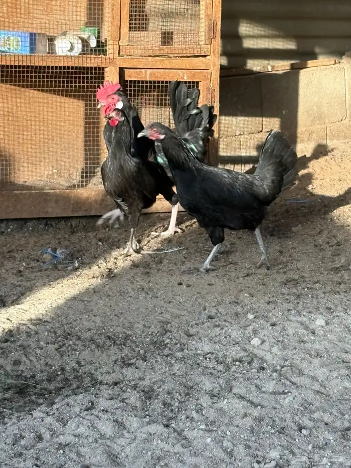 دجاج بلدي بياض عمر صغير 8