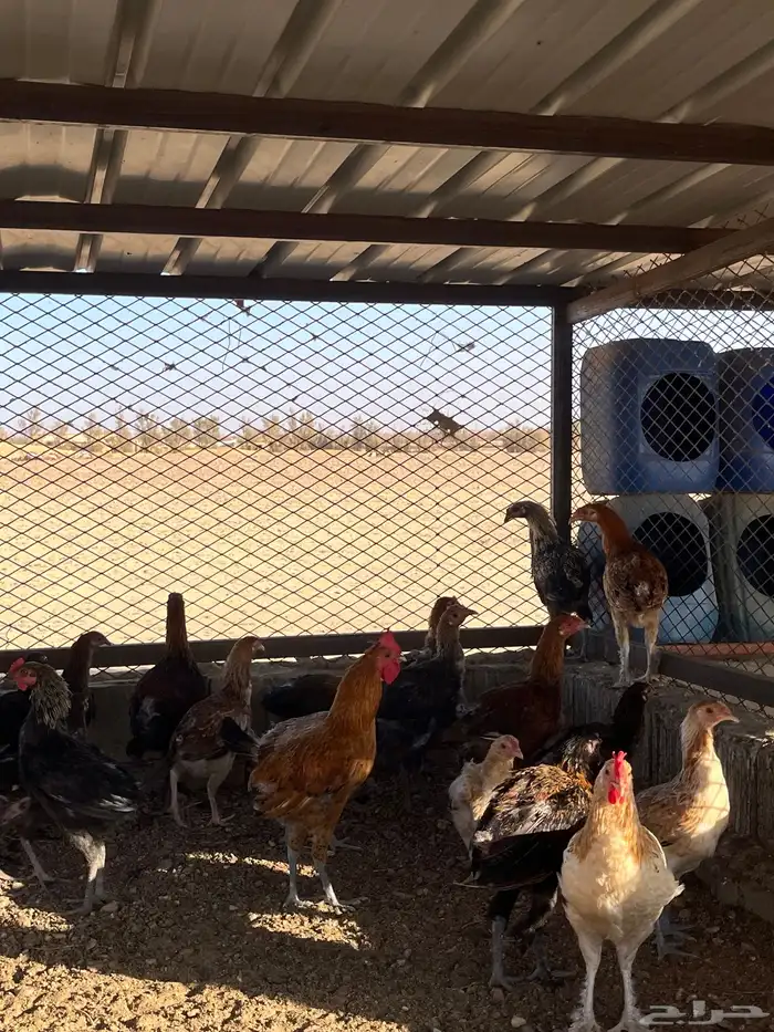 فراريج -50-40 0