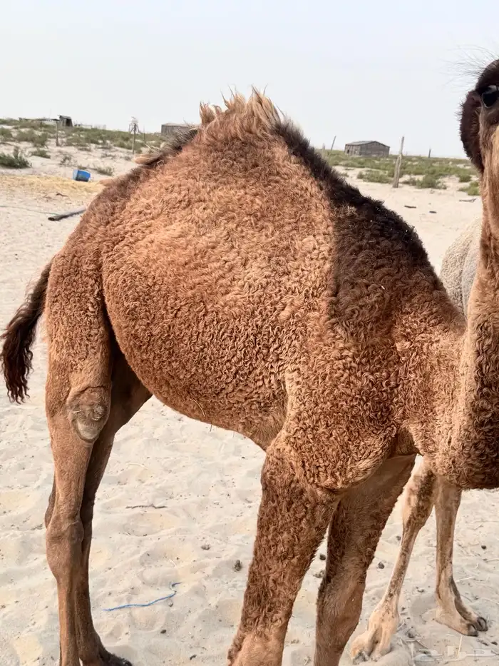 للبيع قعود الصفر 1