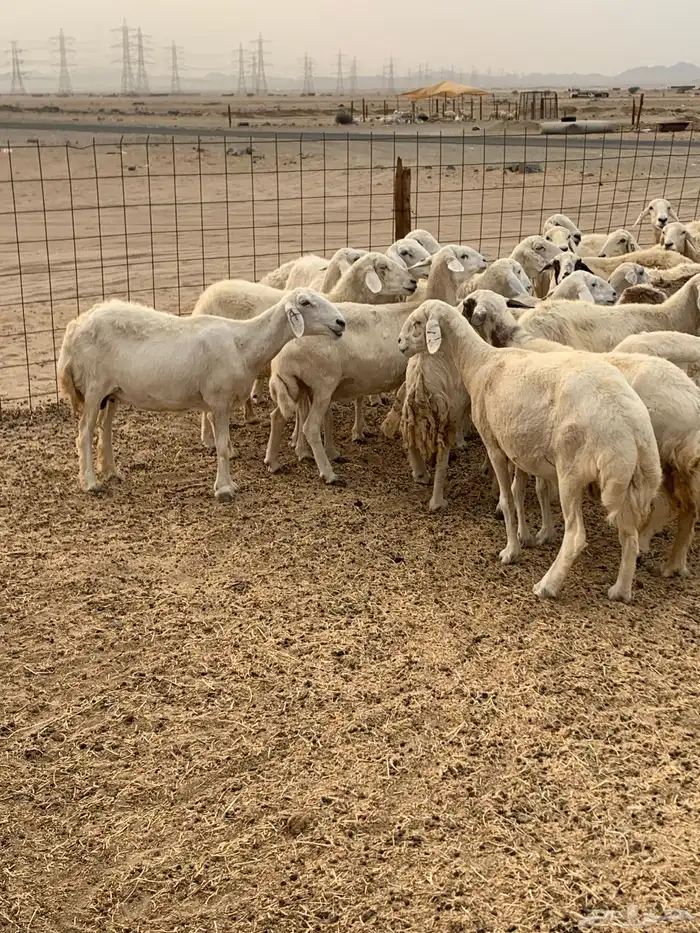 للبيع غنم حريات دفيع 3