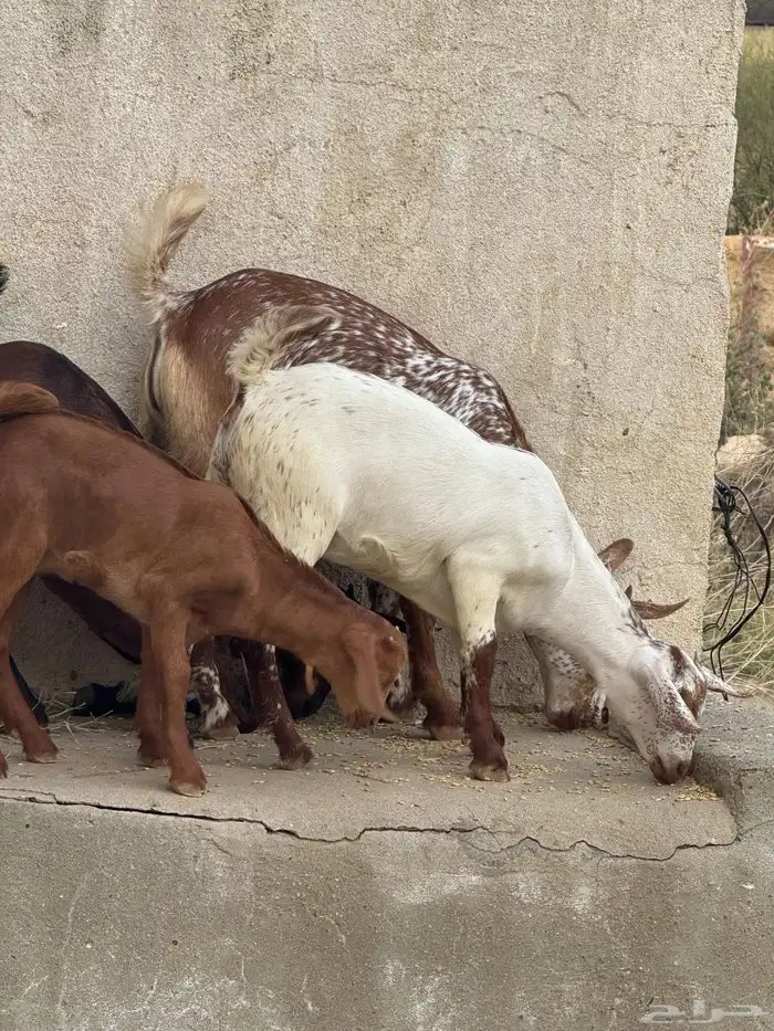 معزا مناتيج 5