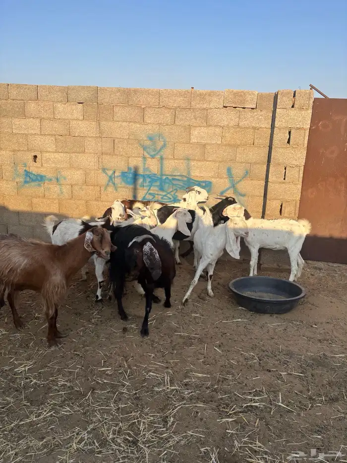 للبيع معزا مشاريك دفيع ومضاريع 0