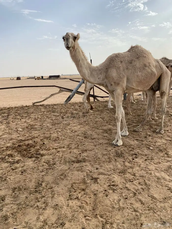 للبيع شقحاء 1