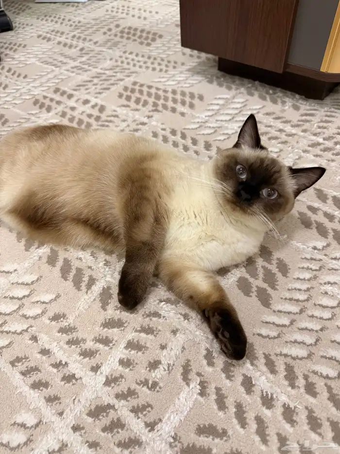 قط لتبني   نوع سيامي هملاي 0