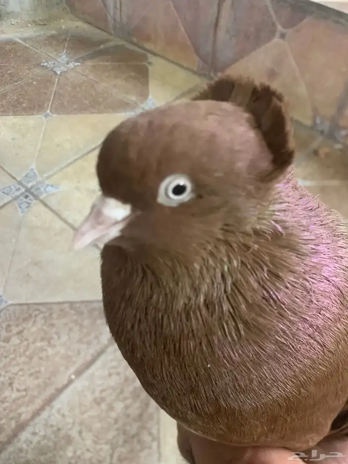 جوز حمام عراقي 1